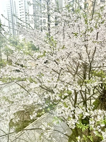 뭉툭한코와 돌출입 개선 방법 — 본문 사진 1